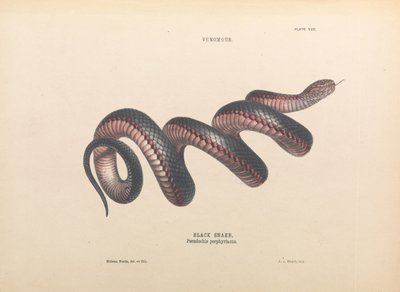 Black Snake, Pseudechis porphyriacus by Helena Forde